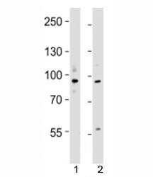 UHRF1 Antibody