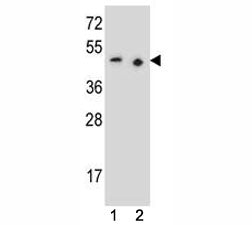 PAX9 Antibody