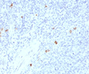 Human IgG4 Antibody