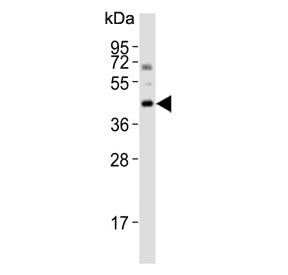 Bcl-G Antibody (BH3 Domain)
