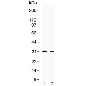TSG6 Antibody