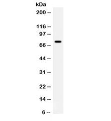 IL-7 Antibody