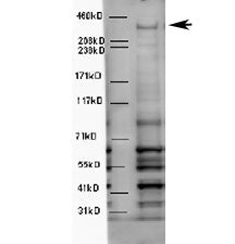 WDFY3 Antibody