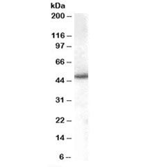 SNX5 Antibody