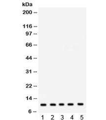 Western blot testing of 1) rat liver, 2) rat heart, 3) mouse heart, 4) human HepG2 and 5) human HeLa
