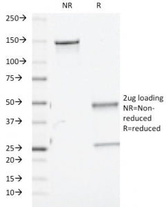 SDS-PAGE analysis of purified, BSA-free TGF beta 1/2/3 antibody (clone TGFB/510) as confirmation of 