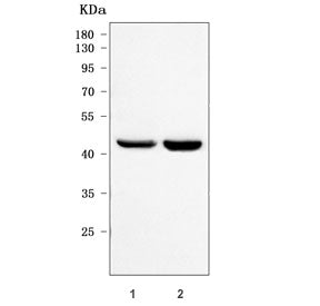 PRDM7 Antibody