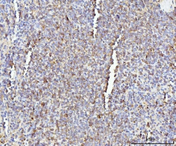 IHC staining of FFPE rat spleen tissue with Il-17a antibody. HIER: boil tissue sections in pH8 EDTA 