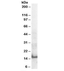SH2D1A Antibody