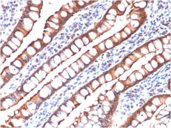 Villin Antibody