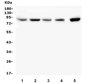 SMURF2 Antibody