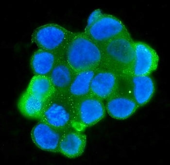 Immunofluorescent staining of FFPE human MCF7 cells with MPI antibody (green) and DAPI nuclear stain