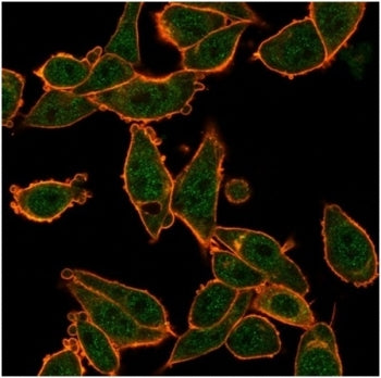ZNF639 Antibody / ZASC1