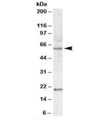 SODD Antibody