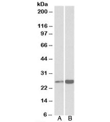 Peroxiredoxin 6 Antibody