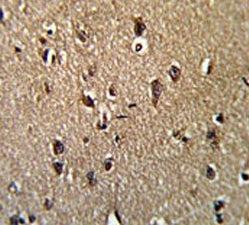 IHC testing of FFPE human brain tissue with GCAT antibody. HIER: steam section in pH6 citrate buffer