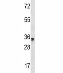 WDR5 Antibody