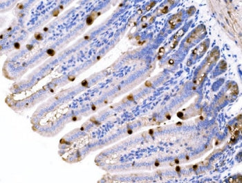 IHC staining of FFPE mouse colon tissue with Mucin 2 antibody. HIER: boil tissue sections in pH8 EDT