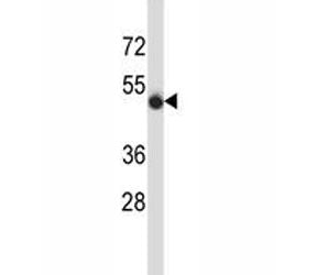 CD43 Antibody