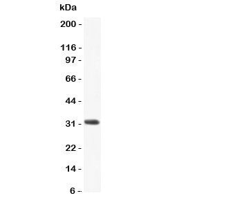 CCL3 Antibody