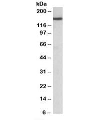 Zcchc11 Antibody