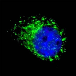 MAP1LC3A Antibody