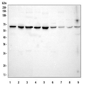 Western blot testing of 1) human HeLa, 2) human COLO-320, 3) human MCF7, 4) rat C6, 5) rat RH35, 6) 
