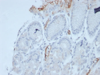 MUC2 Antibody / Mucin 2