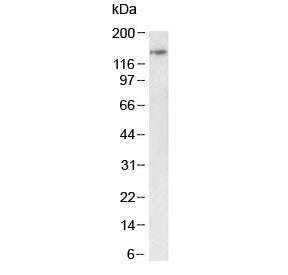 BRD4 Antibody (N-Terminal Region)
