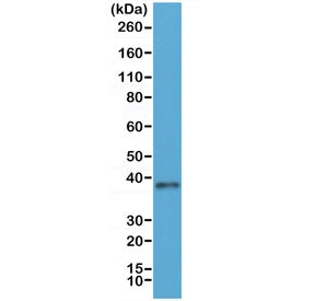JAM-A Antibody / Junctional adhesion molecule 1