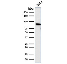 TLE1 Antibody