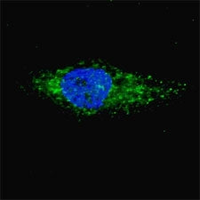 LC3A Antibody / MAP1LC3A, 0.4ml