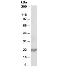 Glutathione peroxidase Antibody