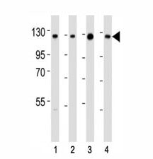 Western blot testing of anti-SIRT1 antibody at 1:2000 dilution. Lane 1: K562; 2: HeLa; 3: A549; 4: h