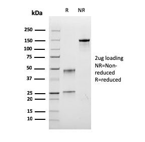 SDS-PAGE analysis of purified, BSA-free recombinant Bromodeoxyuridine antibody (clone rBRD.3) as con