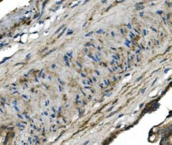 GNG4 Antibody