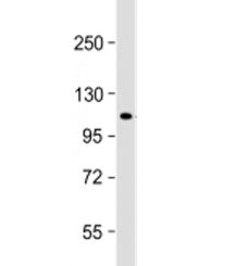 Western blot testing of human 293T/17 cell lysate with ECT2 antibody at 1:1000. Predicted molecular 