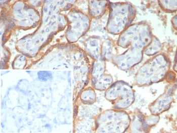 IHC staining of FFPE human placental tissue with Glypican-3 antibody (clone GPC3/7991R). Inset: PBS 