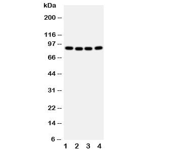 CUL2 Antibody / Cullin-2