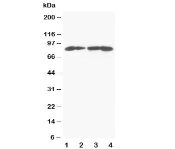 MTA1 Antibody