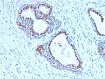 FOXA1 Antibody