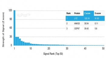Lysozyme C Antibody / LYZ