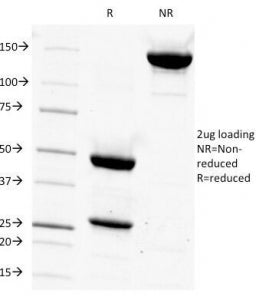 CD14 Antibody