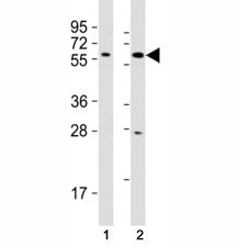 SOX10 Antibody
