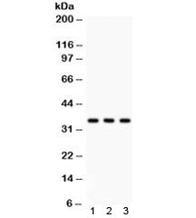 Caspase-7 Antibody