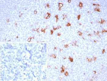 IHC staining of FFPE human tonsil tissue with SPARC antibody (clone OSTN/8528R). Inset: PBS used in 