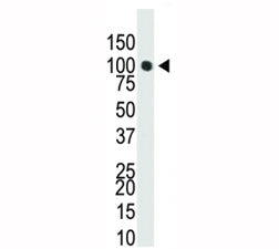 Dnmt3a Antibody