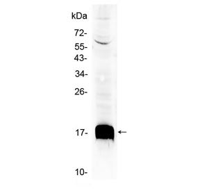 Western blot testing of mouse HepA1-6 cell lysate with Sca-1 antibody at 0.5ug/ml. Expected molecula