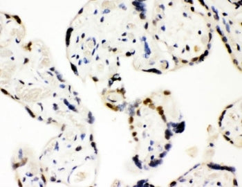 IHC testing of FFPE human placental tissue with SF2 antibody. HIER: Boil the paraffin sections in pH