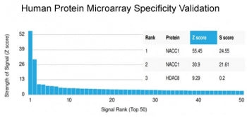 NACC1 Antibody / Nac1 / BTBD14B